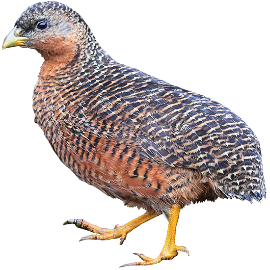 Snow Mountain Quail